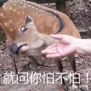 奈良喂小鹿完整版,日本奈良小鹿喂食