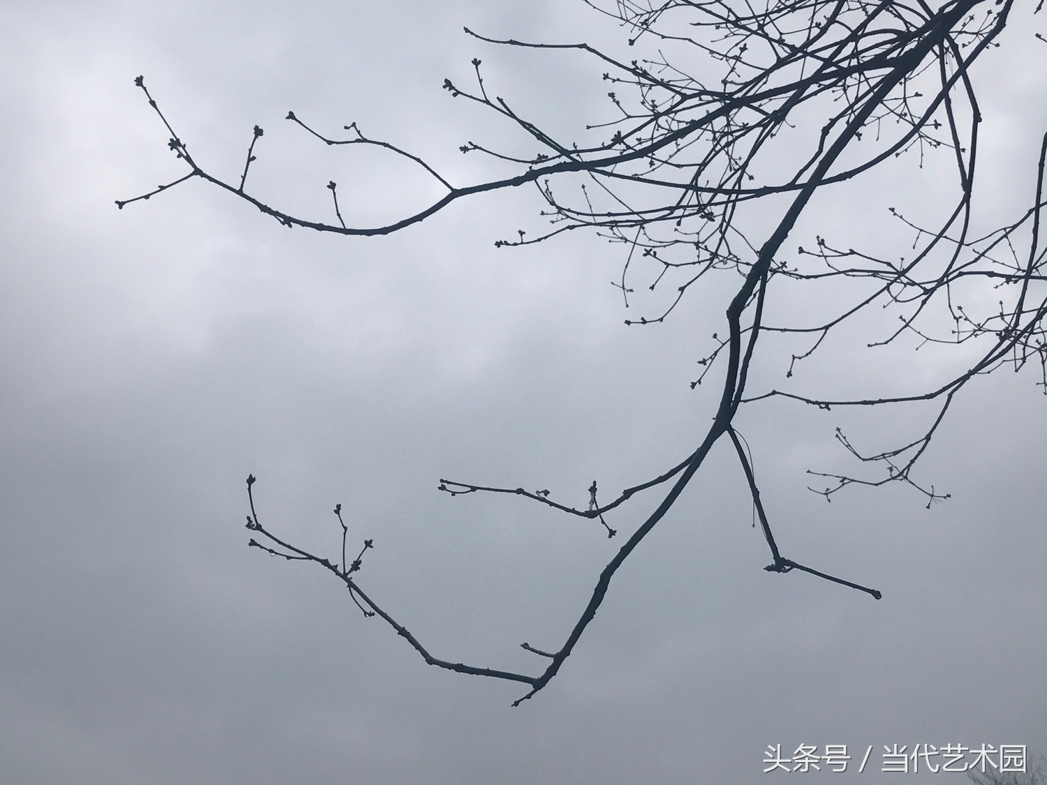 鸿运当头墨豪国画作品欣赏,墨豪国画作品百鸟图拍卖现场