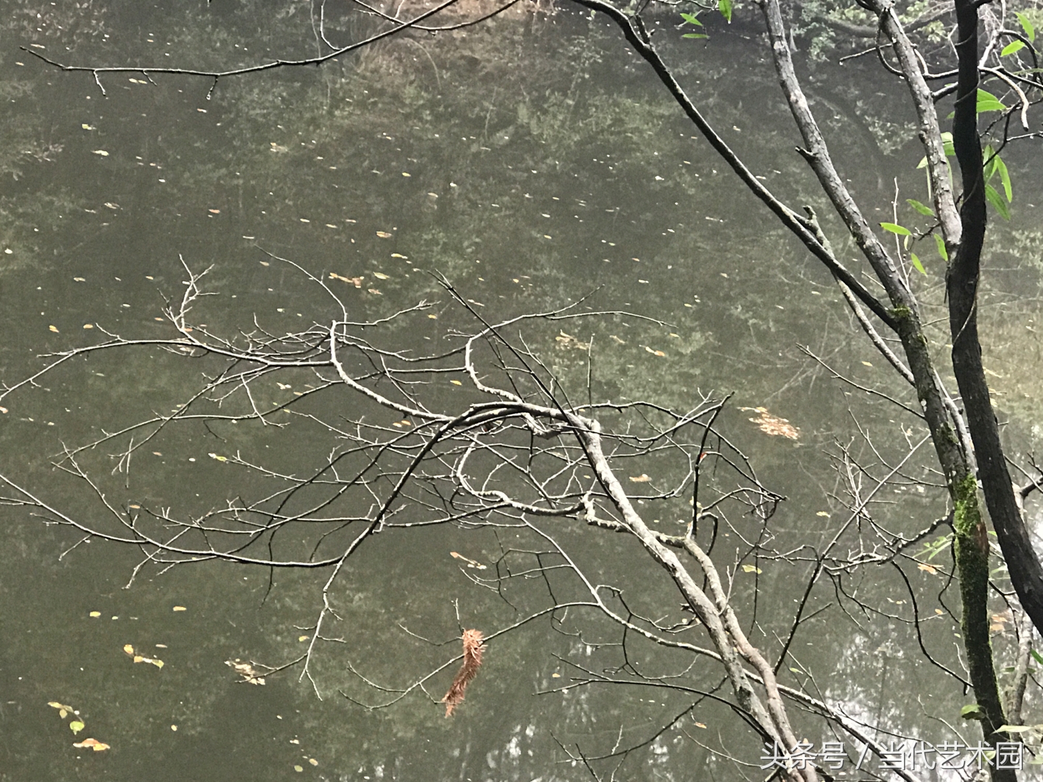 鸿运当头墨豪国画作品欣赏,墨豪国画作品百鸟图拍卖现场