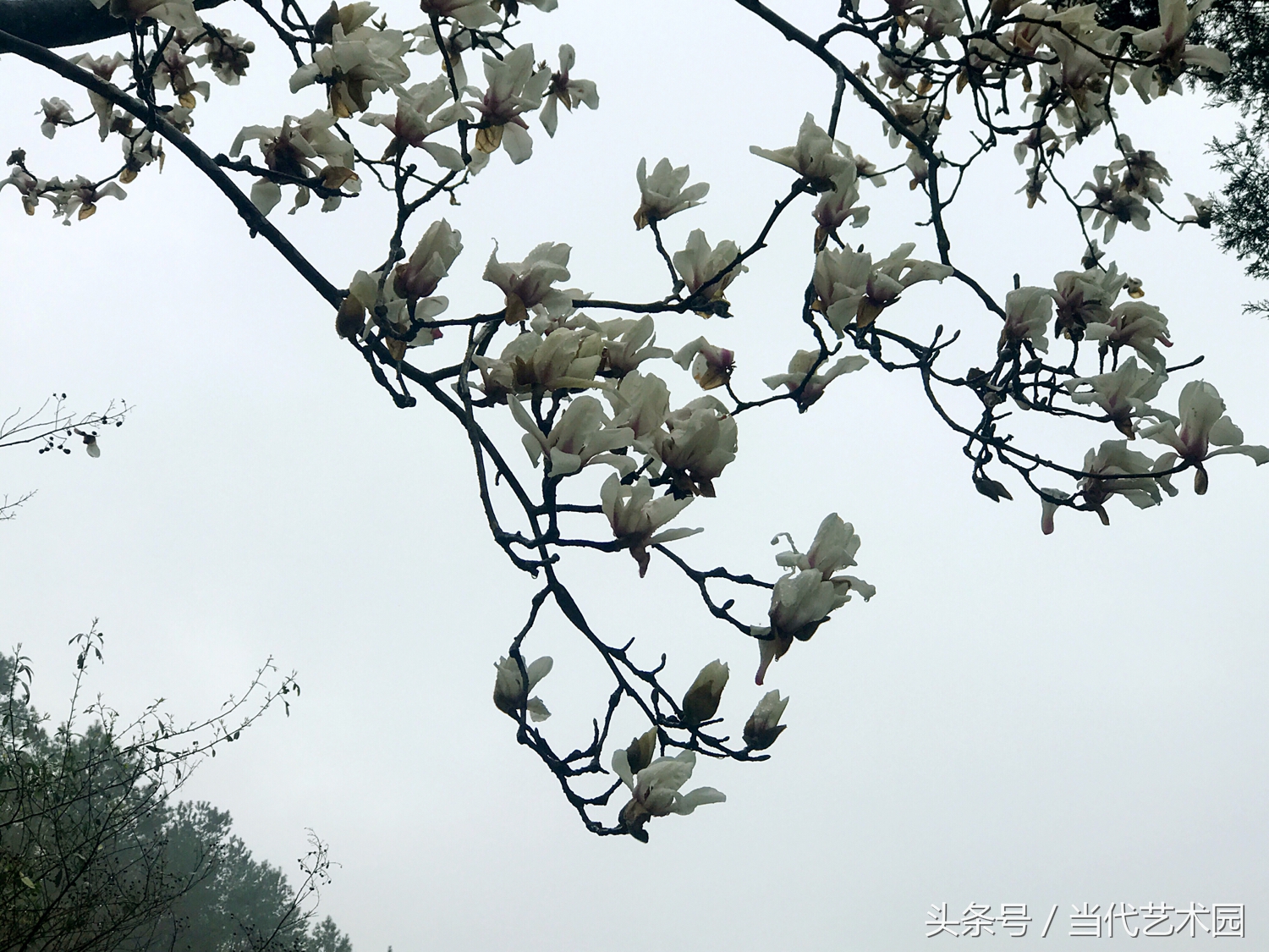 鸿运当头墨豪国画作品欣赏,墨豪国画作品百鸟图拍卖现场