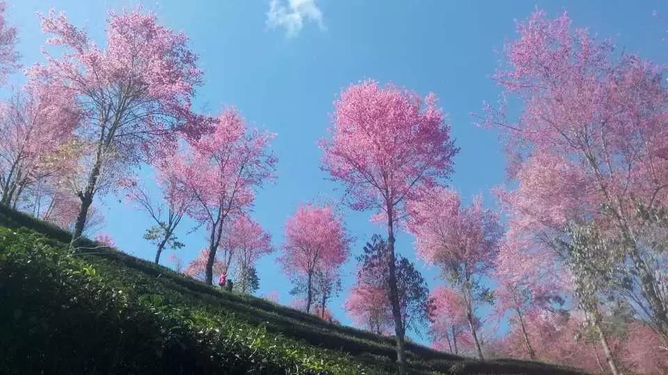 带“闺蜜”还是“小蜜”？在线等，挺急的……