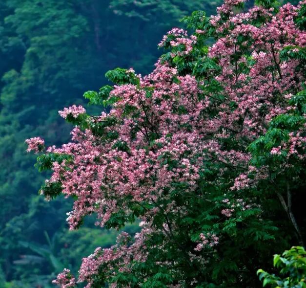 深圳2小时内周边自驾游,深圳爬山看海攻略旅游线路