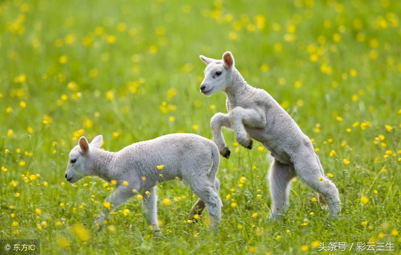 羔羊断尾的好处及方法,羔羊断尾最快方法