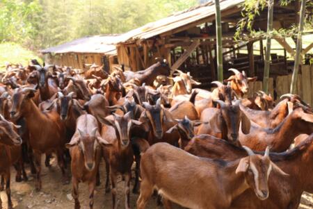 南江黄羊哪里养得最多,南江黄羊种羊多少钱一斤