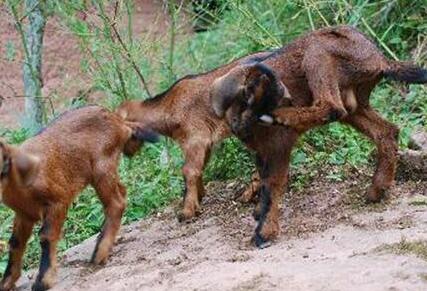 南江黄羊哪里养得最多,南江黄羊种羊多少钱一斤