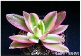 多肉火祭可以叶插吗,多肉火祭爆头怎么办