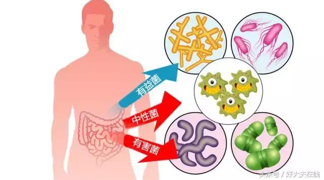 补脾胃最好的益生菌,怎样补益生菌效果好
