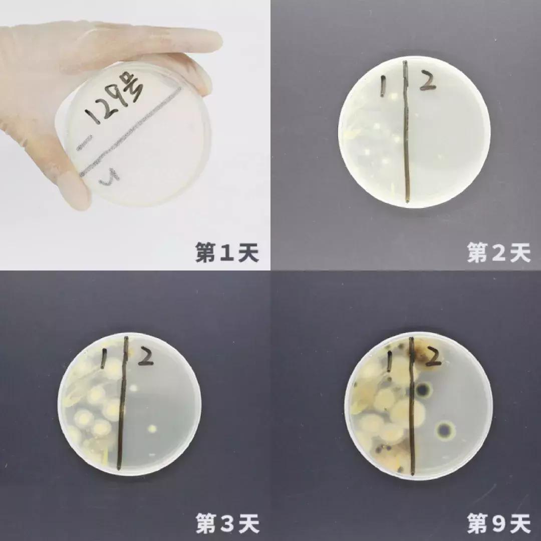 清洁软胶帮你清洁家里每个角落,清洁软胶如何把上面的污垢搞掉