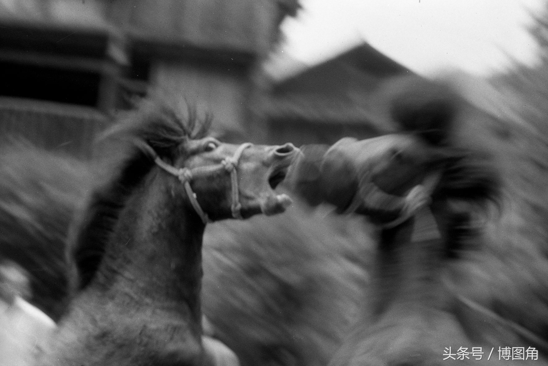 苗家风俗：除了斗鸡、斗牛，还斗马