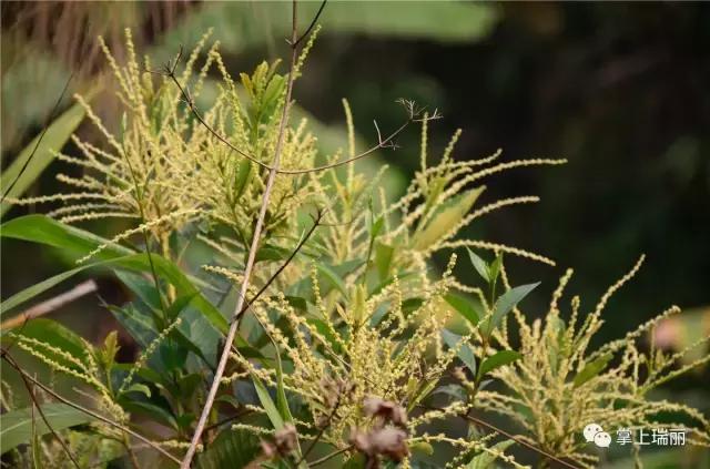 2018云南瑞丽傣族泼水节,2019年云南瑞丽泼水节