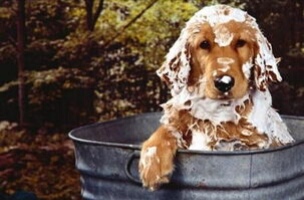 拉布拉多狗狗第一针疫苗是什么,给拉布拉多狗打疫苗怎么打