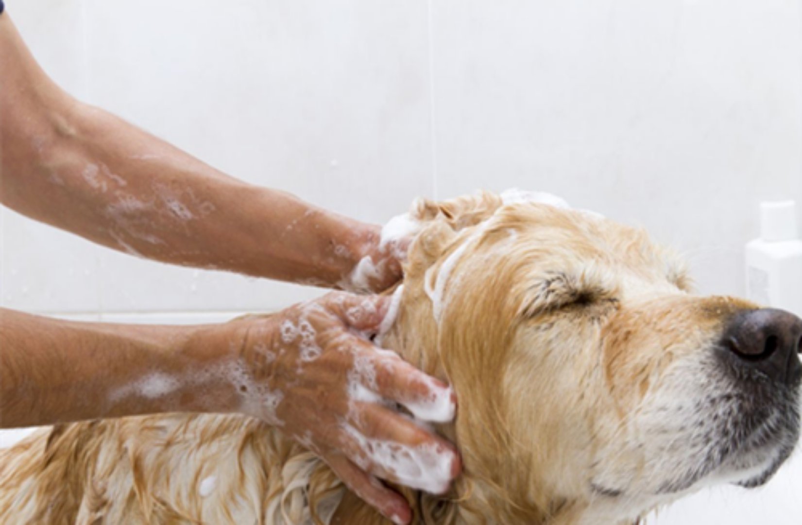 拉布拉多狗狗第一针疫苗是什么,给拉布拉多狗打疫苗怎么打