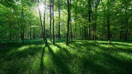 手机换屏幕伤眼睛吗,手机换屏幕有绿线