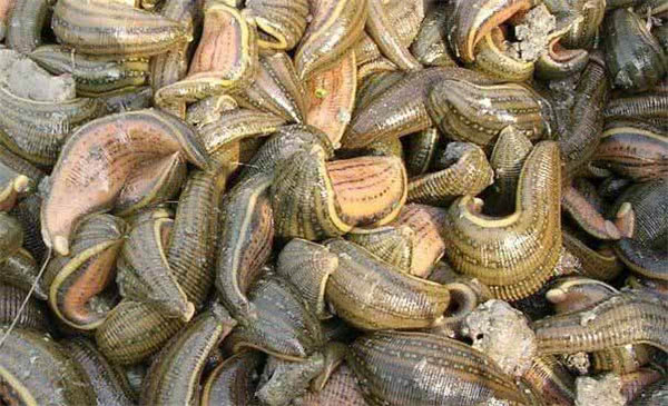 小时候田里的蚂蟥简直是噩梦,小时候最怕的蚂蝗