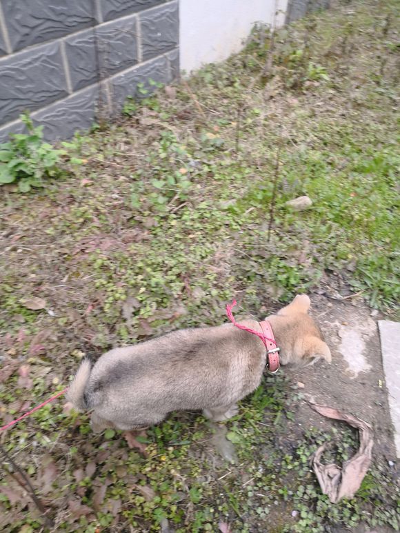 一宠主不远万里从广西淘来的土狗，虽然价格昂贵，但网友都说值了