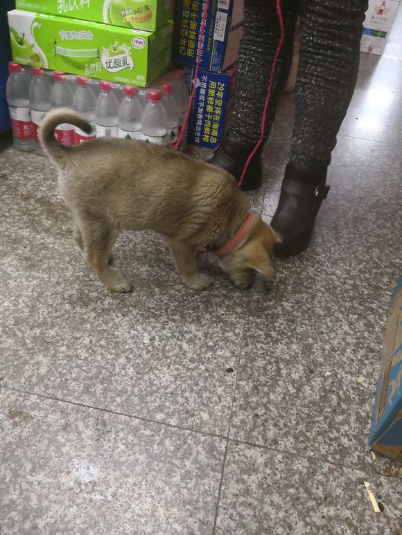 一宠主不远万里从广西淘来的土狗，虽然价格昂贵，但网友都说值了