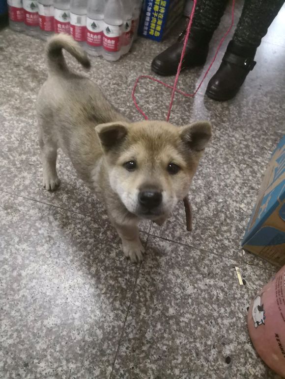 一宠主不远万里从广西淘来的土狗，虽然价格昂贵，但网友都说值了