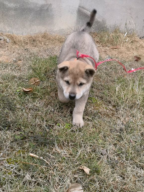 一宠主不远万里从广西淘来的土狗，虽然价格昂贵，但网友都说值了