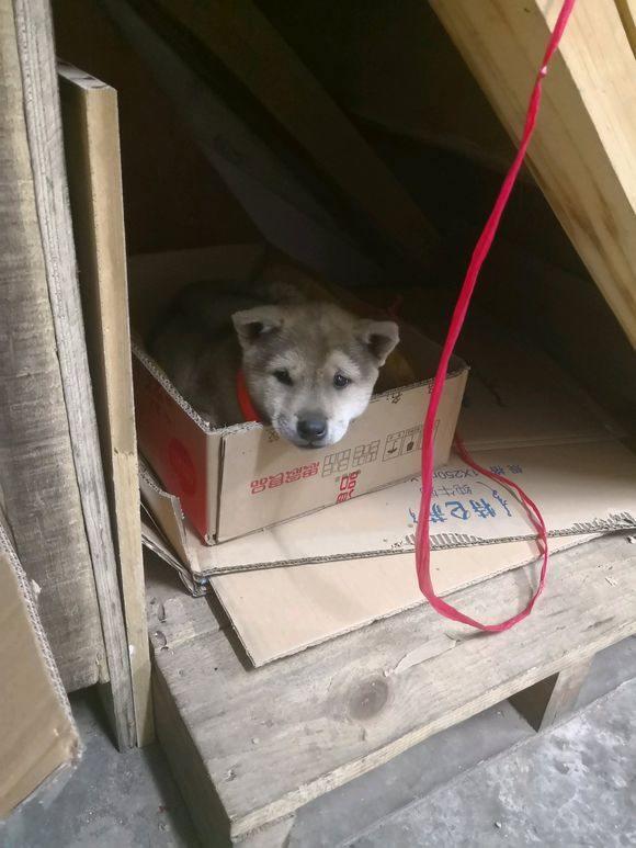 一宠主不远万里从广西淘来的土狗，虽然价格昂贵，但网友都说值了