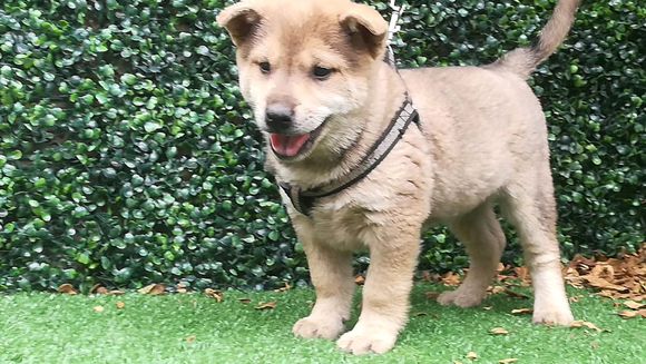 一宠主不远万里从广西淘来的土狗，虽然价格昂贵，但网友都说值了