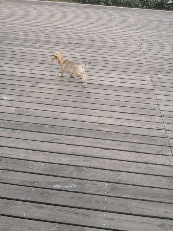 一宠主不远万里从广西淘来的土狗，虽然价格昂贵，但网友都说值了