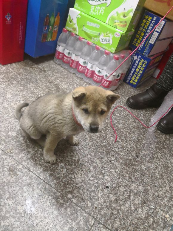 一宠主不远万里从广西淘来的土狗，虽然价格昂贵，但网友都说值了