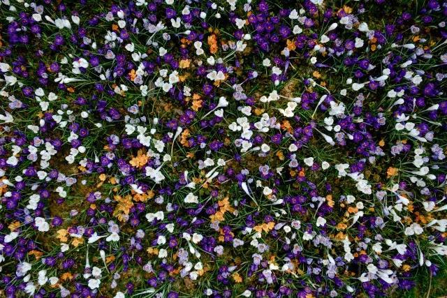 石象湖踏青,蒲江石象湖门票价格多少