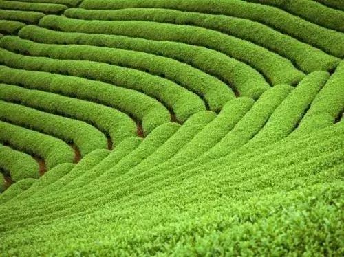 石象湖踏青,蒲江石象湖门票价格多少