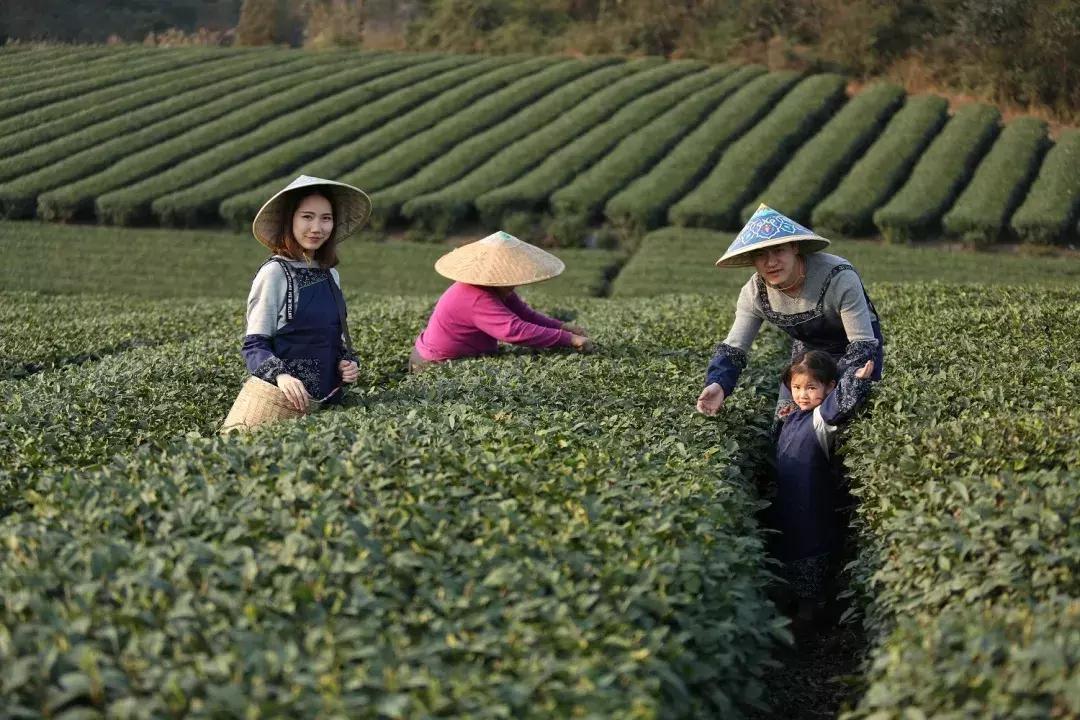 石象湖踏青,蒲江石象湖门票价格多少