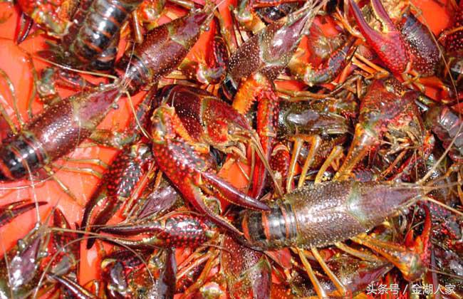 越南龙虾网箱养殖,网箱养殖龙虾视频