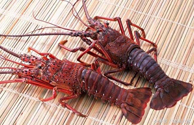 越南龙虾网箱养殖,网箱养殖龙虾视频