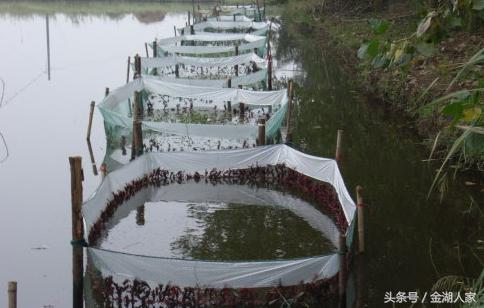 越南龙虾网箱养殖,网箱养殖龙虾视频