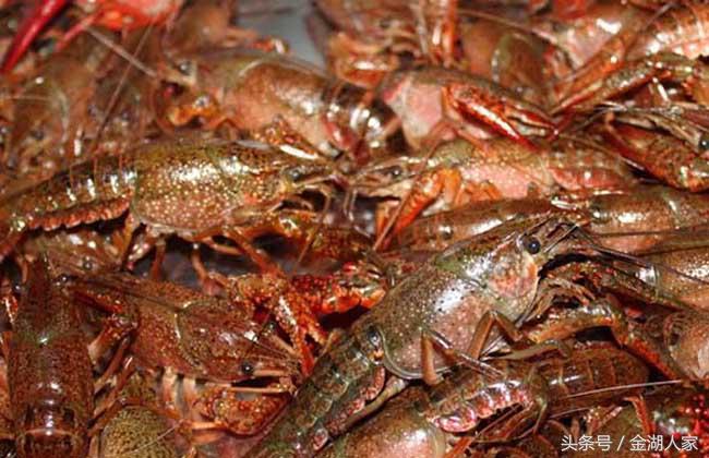 越南龙虾网箱养殖,网箱养殖龙虾视频