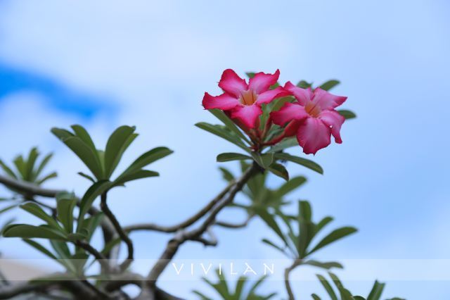 璀璨塞班：不止一抹蓝调的逐梦之旅