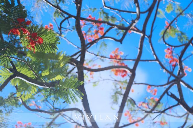 璀璨塞班：不止一抹蓝调的逐梦之旅