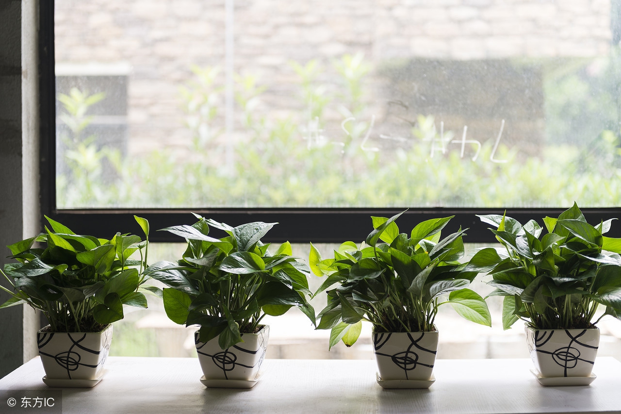 绿萝室内养对人有什么危害,家里养绿萝对人身体有害吗