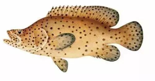 常见的大型海鲜鱼类有哪些,名贵海鲜鱼类大全