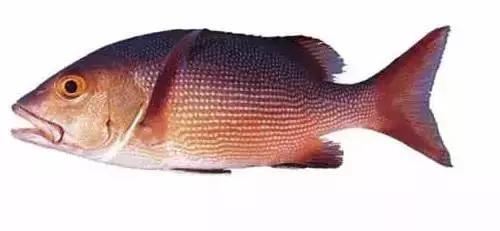 常见的大型海鲜鱼类有哪些,名贵海鲜鱼类大全