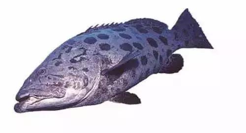 常见的大型海鲜鱼类有哪些,名贵海鲜鱼类大全