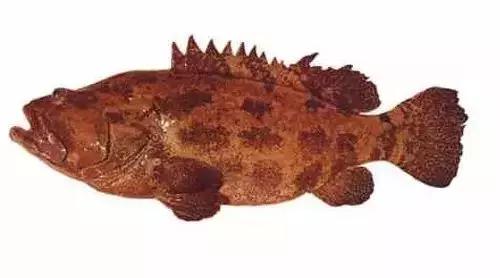 常见的大型海鲜鱼类有哪些,名贵海鲜鱼类大全