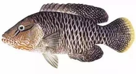 常见的大型海鲜鱼类有哪些,名贵海鲜鱼类大全