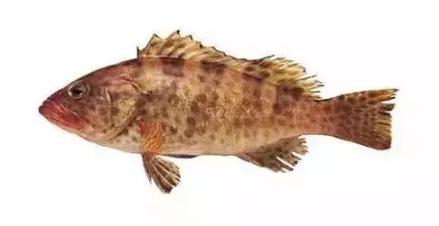 常见的大型海鲜鱼类有哪些,名贵海鲜鱼类大全