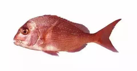 常见的大型海鲜鱼类有哪些,名贵海鲜鱼类大全