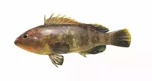 常见的大型海鲜鱼类有哪些,名贵海鲜鱼类大全