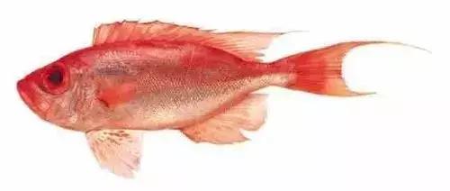 常见的大型海鲜鱼类有哪些,名贵海鲜鱼类大全