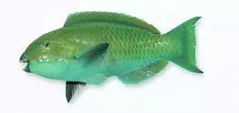 常见的大型海鲜鱼类有哪些,名贵海鲜鱼类大全