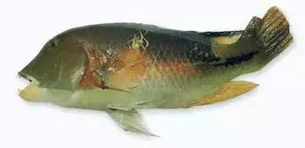 常见的大型海鲜鱼类有哪些,名贵海鲜鱼类大全