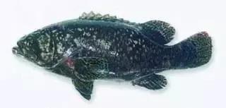 常见的大型海鲜鱼类有哪些,名贵海鲜鱼类大全