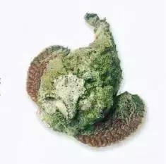 常见的大型海鲜鱼类有哪些,名贵海鲜鱼类大全