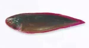 常见的大型海鲜鱼类有哪些,名贵海鲜鱼类大全